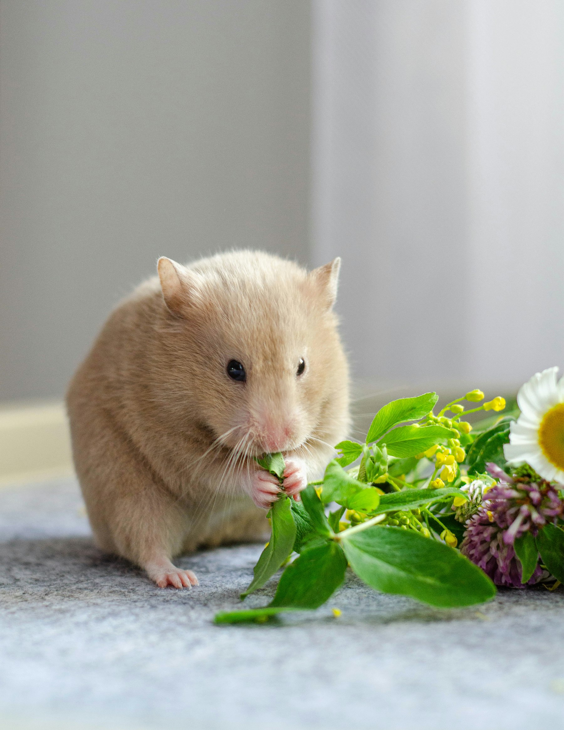 お花を食べるハムスター
